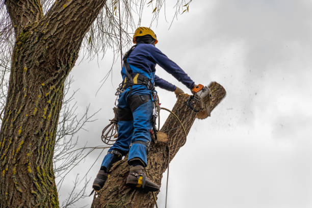 Professional  Tree Services in South Willard, UT